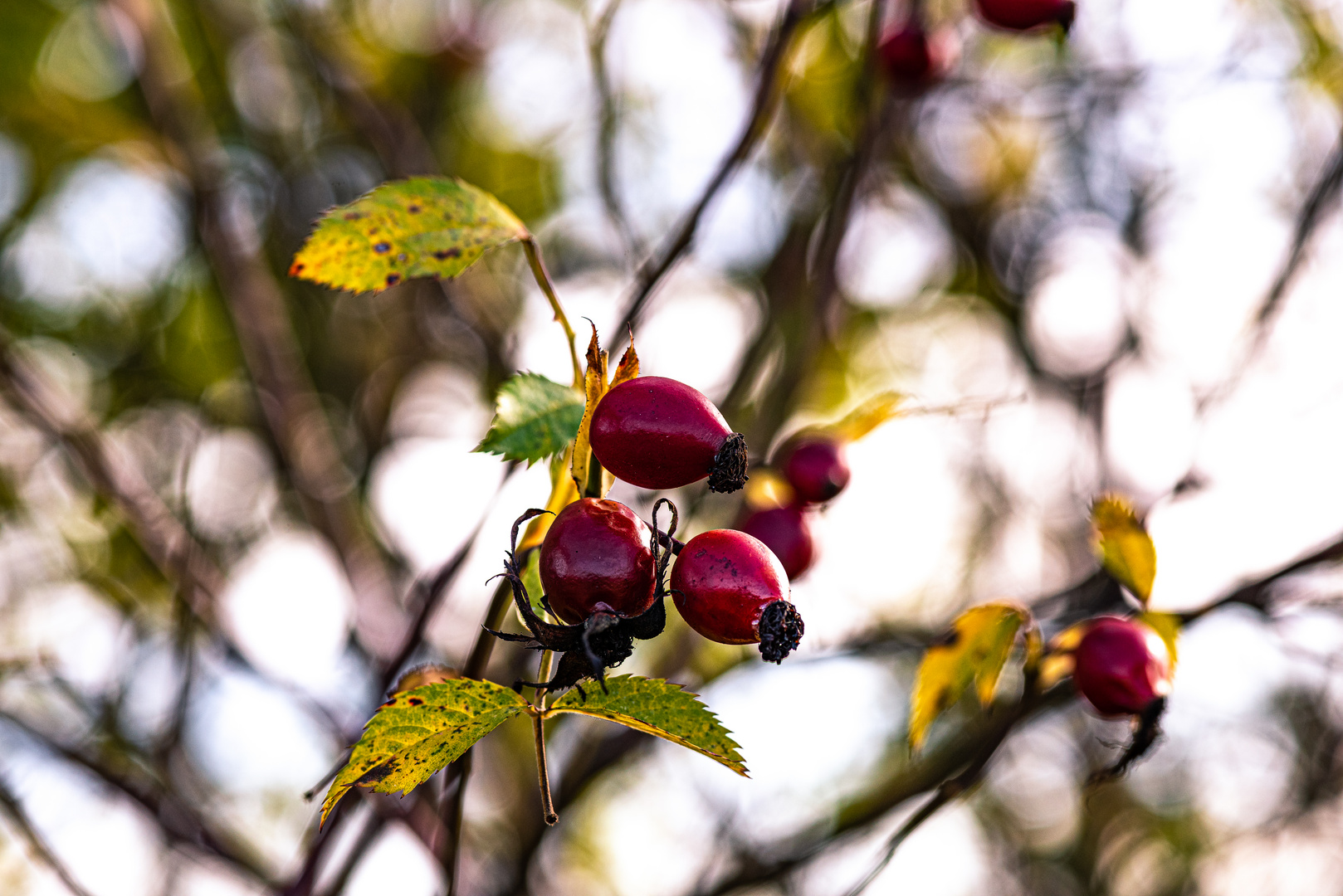 Herbstzeit - Farbenzeit