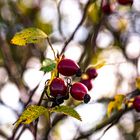 Herbstzeit - Farbenzeit