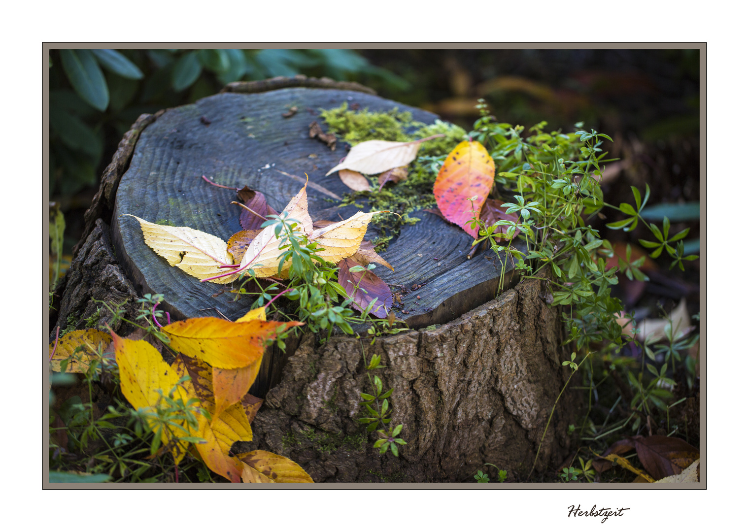 Herbstzeit