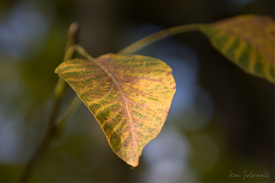 Herbstzeit