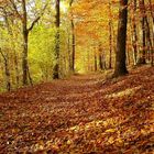 Herbstzeit (Foto-Handy K750i)