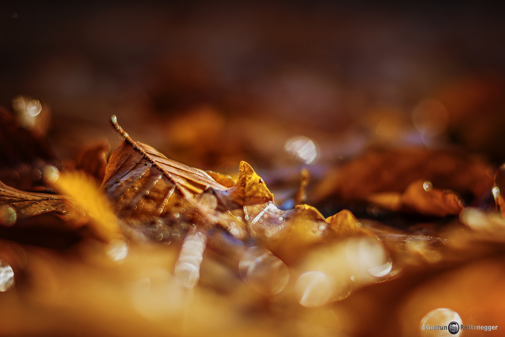 Herbstzeit "gefallene Blätter"