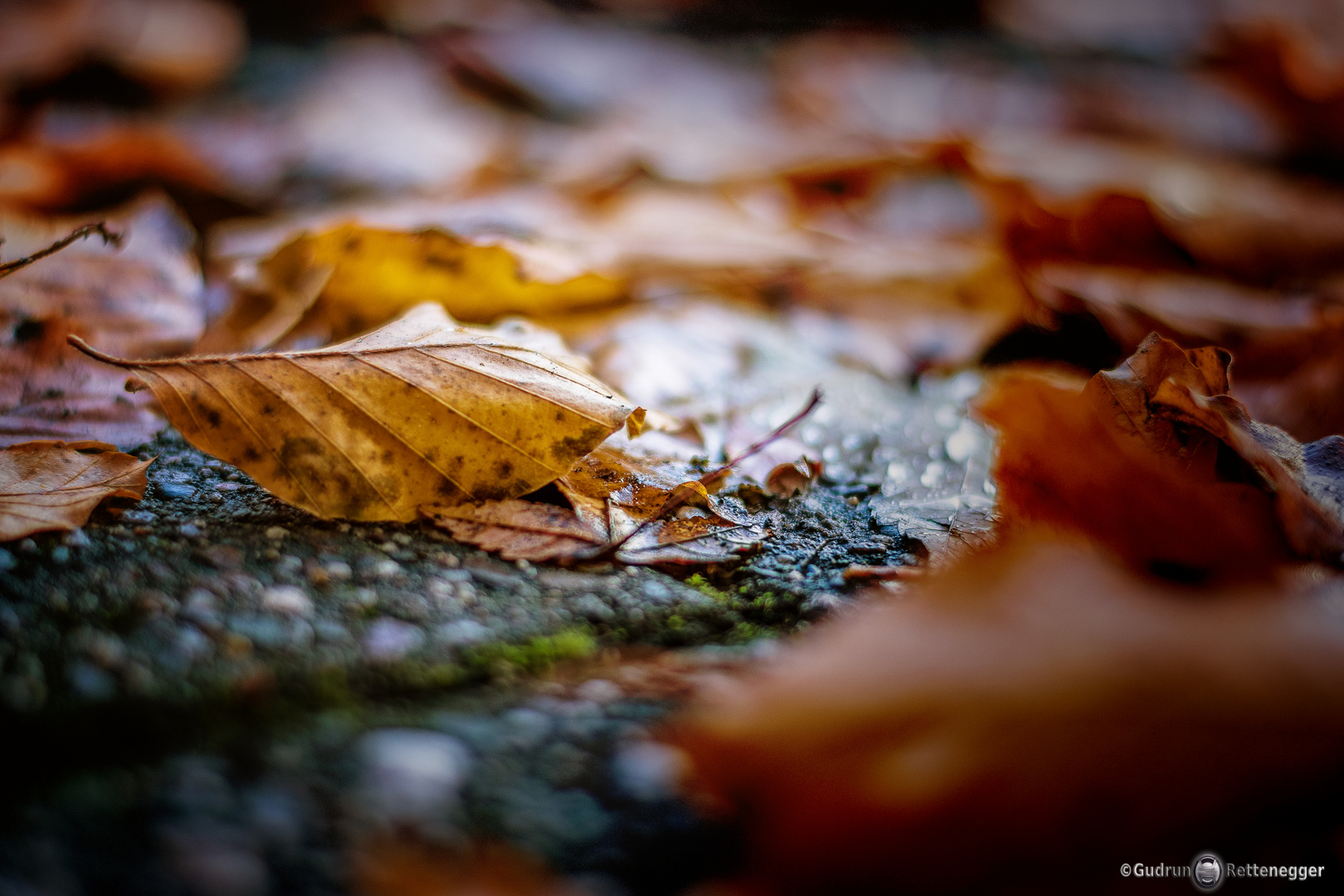 Herbstzeit "Gehweg-Belag"