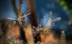 Herbstzeit - Herbstfarben