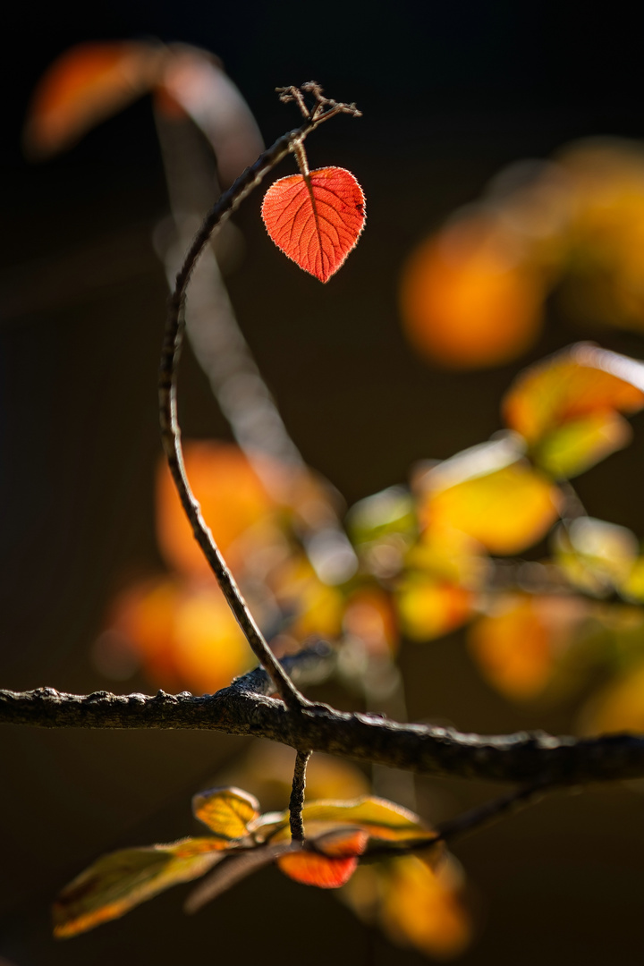 ~ HERBSTZEIT = HERZZEIT ~