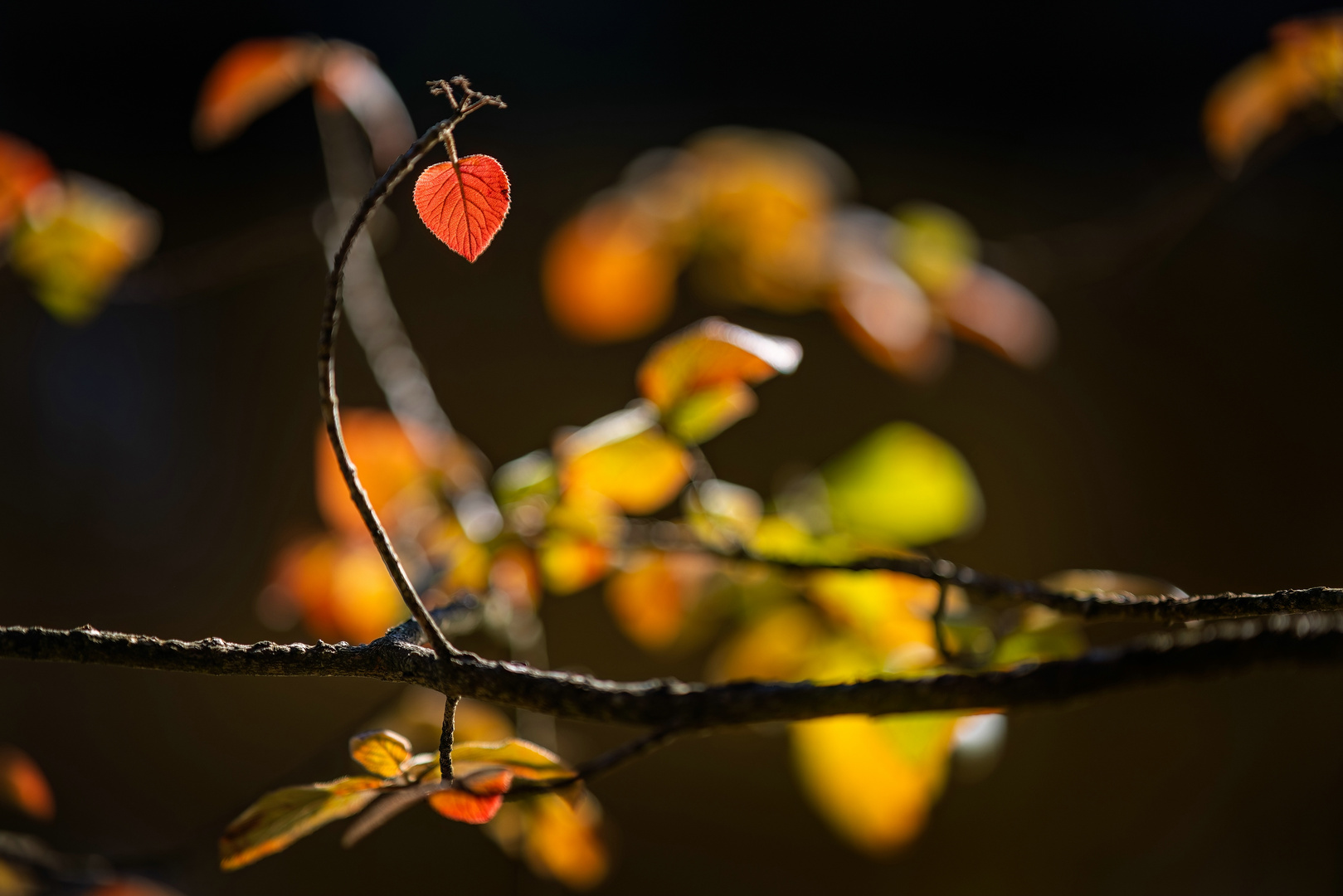 ~ HERBSTZEIT = HERZZEIT II ~