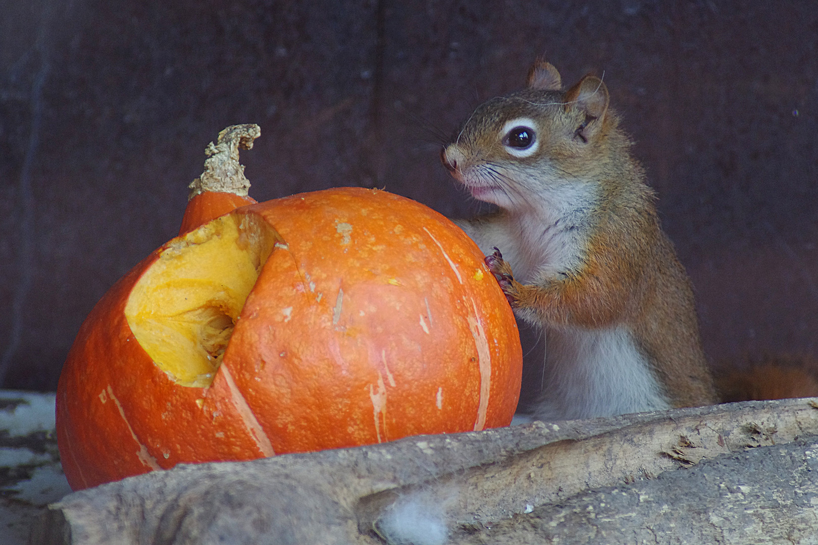 HERBSTZEIT-HÖRNCHEN