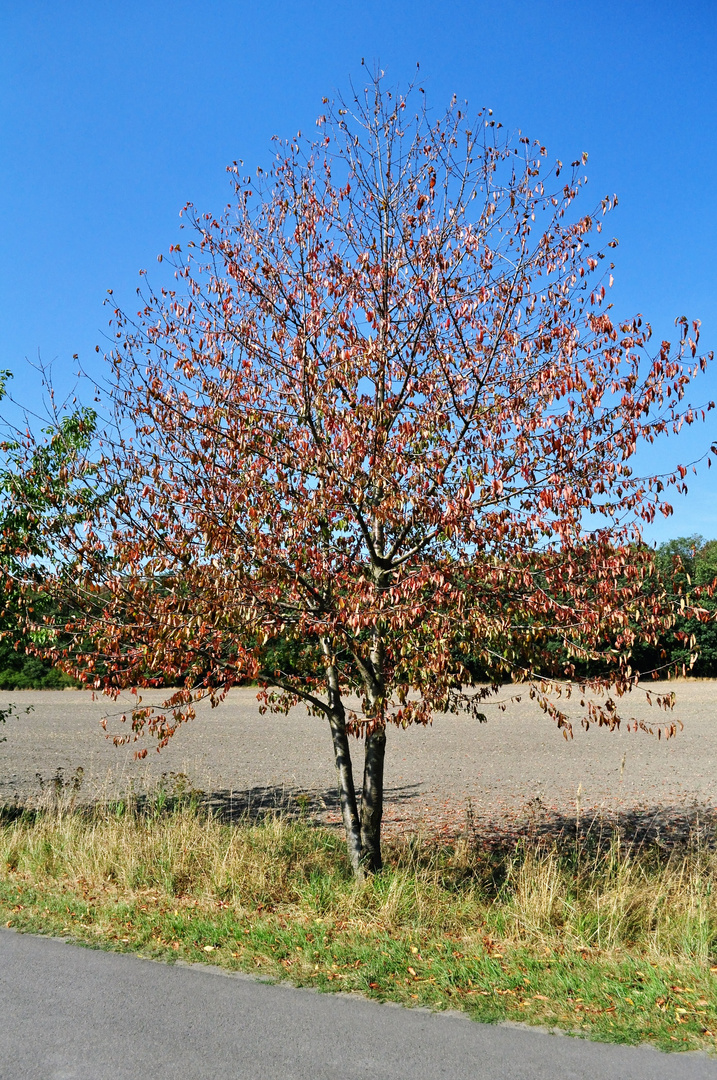 Herbstzeit- ich habe schon fast alle meine Blätter verloren