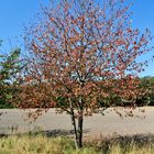 Herbstzeit- ich habe schon fast alle meine Blätter verloren