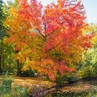 Herbstzeit im Berliner Tiergarten / 2