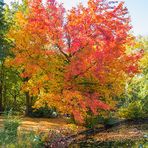 Herbstzeit im Berliner Tiergarten / 2