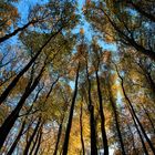 Herbstzeit im Jasmunder Wald