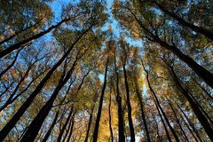 Herbstzeit im Jasmunder Wald