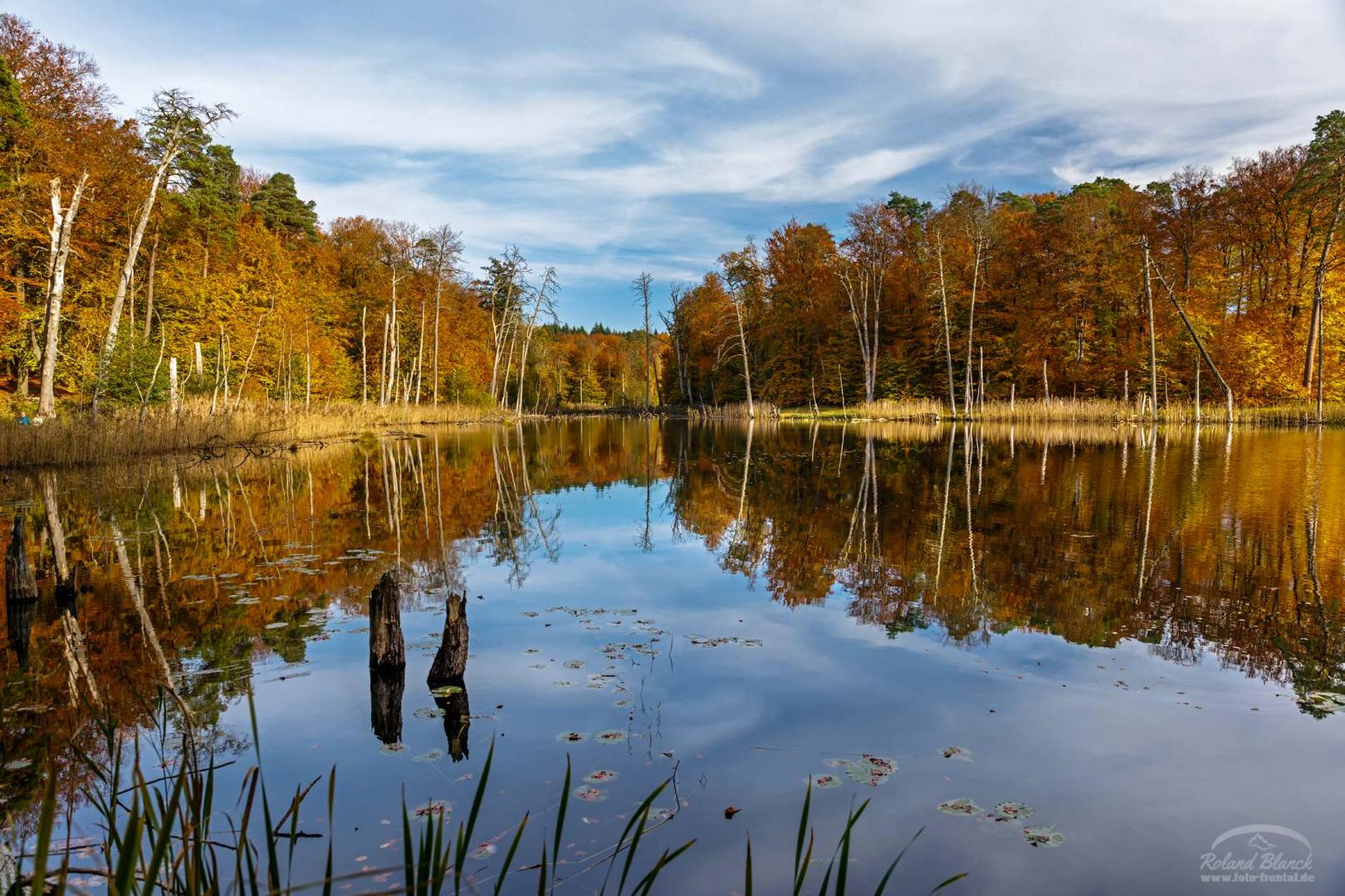 Herbstzeit im Müritz-Nationalpark