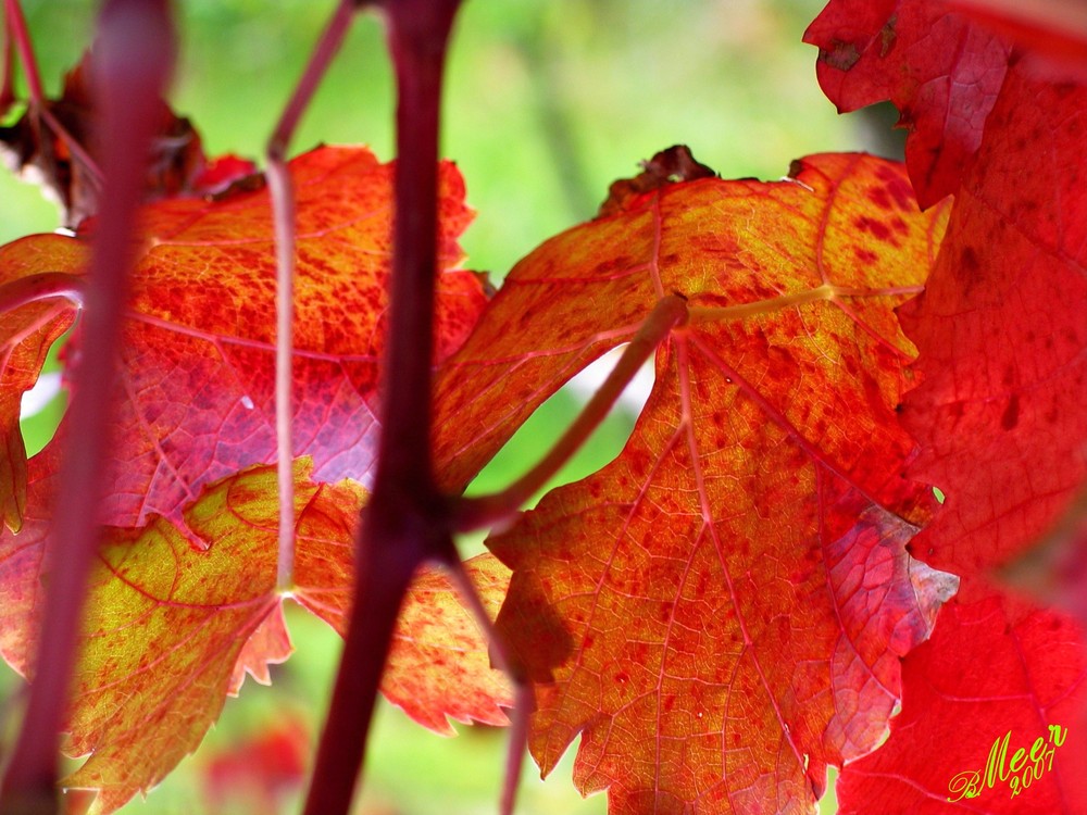 Herbstzeit im Rebstock