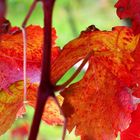 Herbstzeit im Rebstock