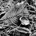 Herbstzeit im Stadtpark 2