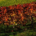 Herbstzeit im Weinberg