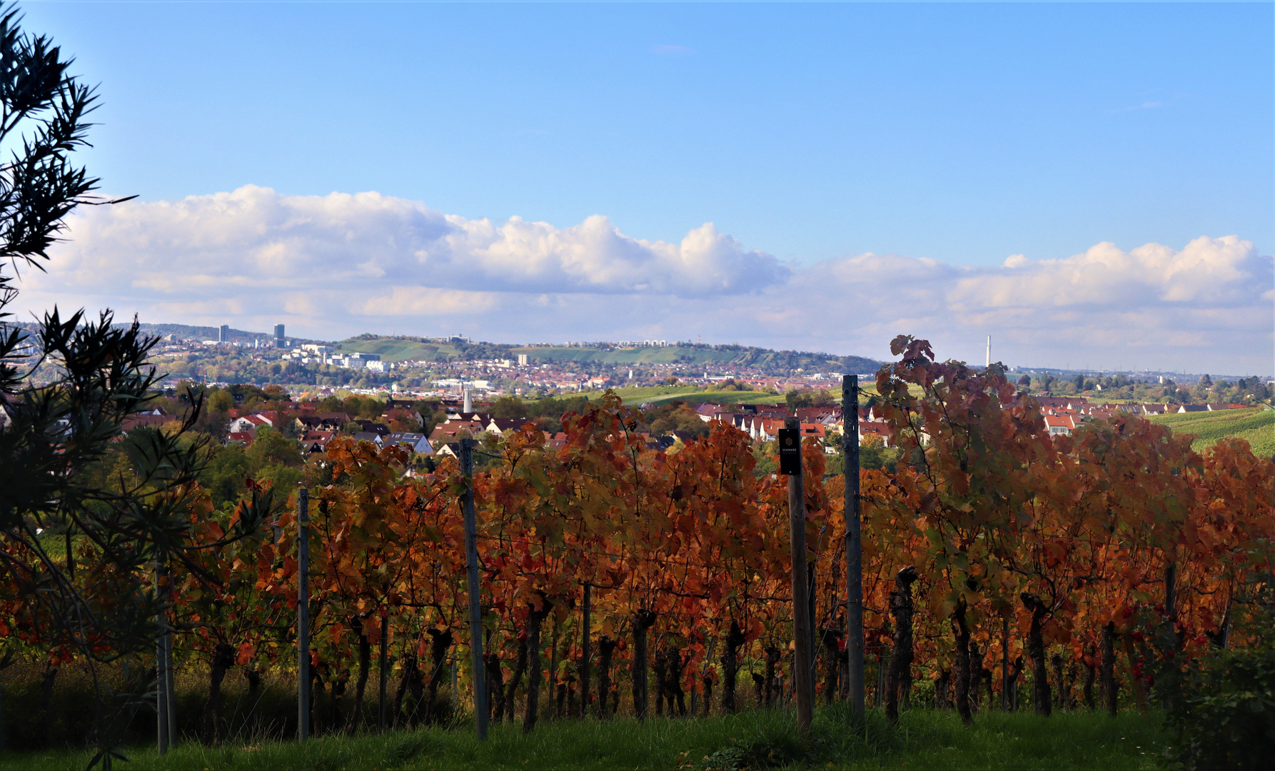 Herbstzeit im Weinberg