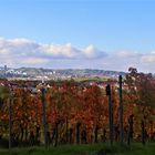 Herbstzeit im Weinberg