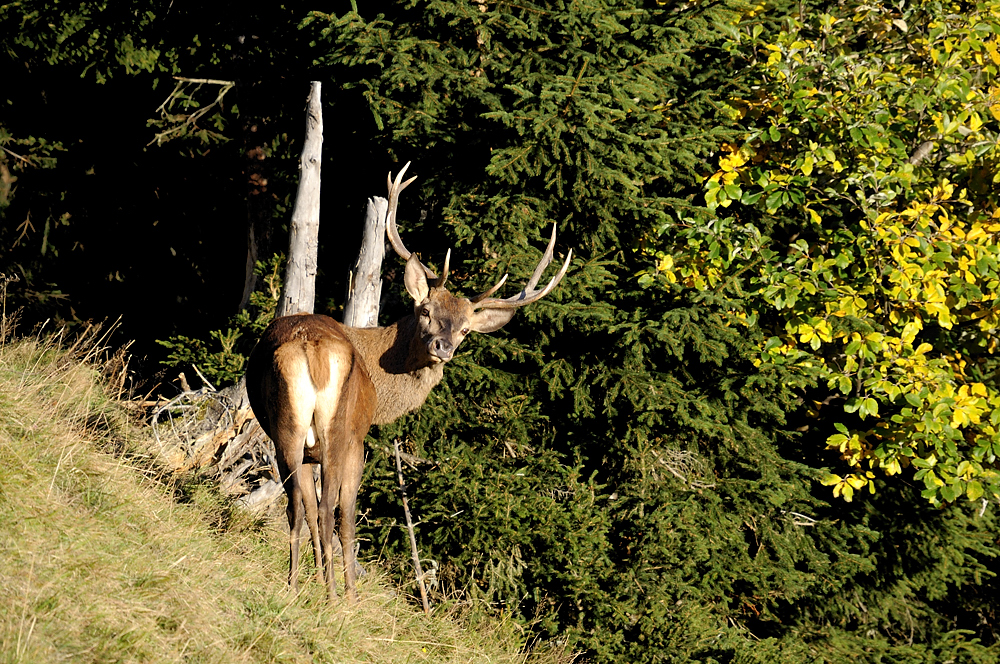 Herbstzeit in den Bergen