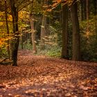 Herbstzeit "In den Wald hinein"