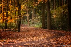 Herbstzeit "In den Wald hinein"