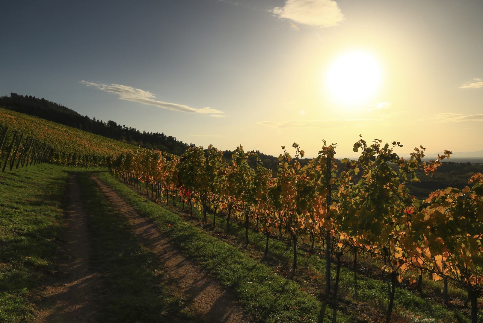 Herbstzeit in den Weinbergen