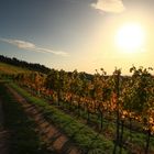 Herbstzeit in den Weinbergen