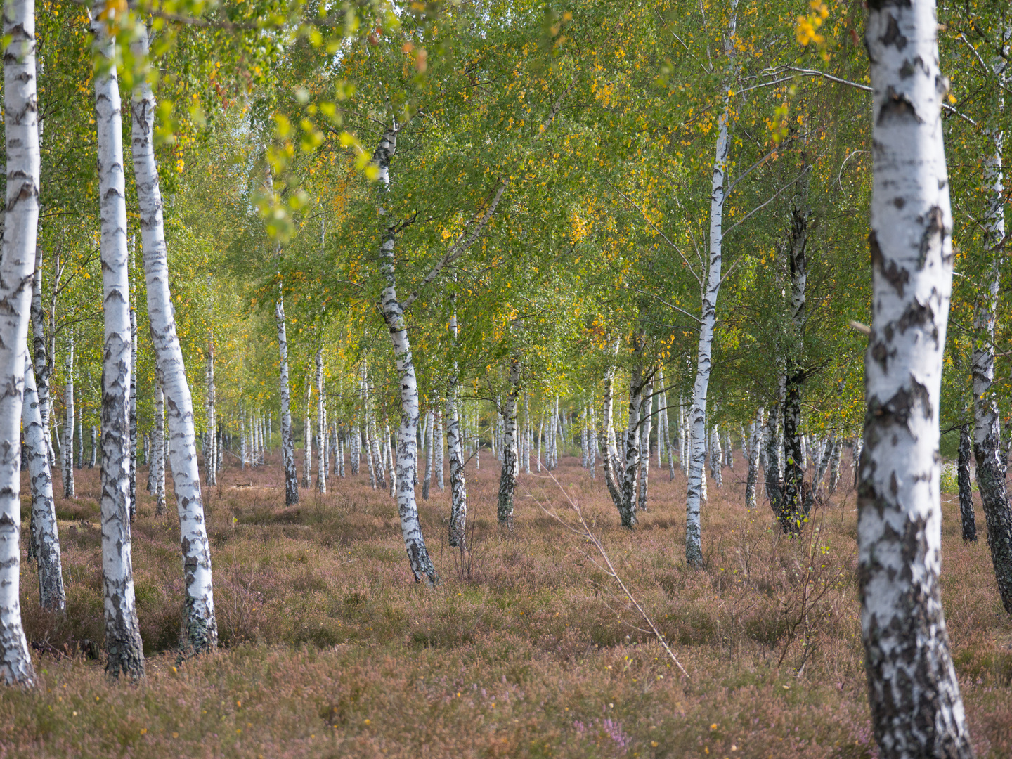 Herbstzeit in der Reicherskreuzer Heide