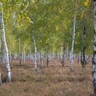 Herbstzeit in der Reicherskreuzer Heide