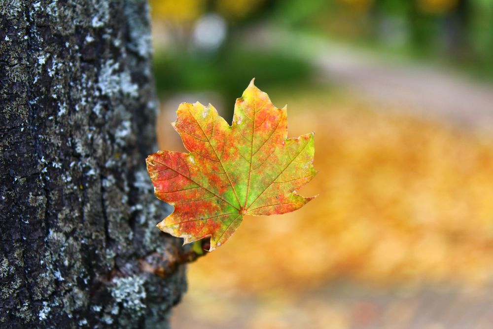 Herbstzeit in einem Blatt