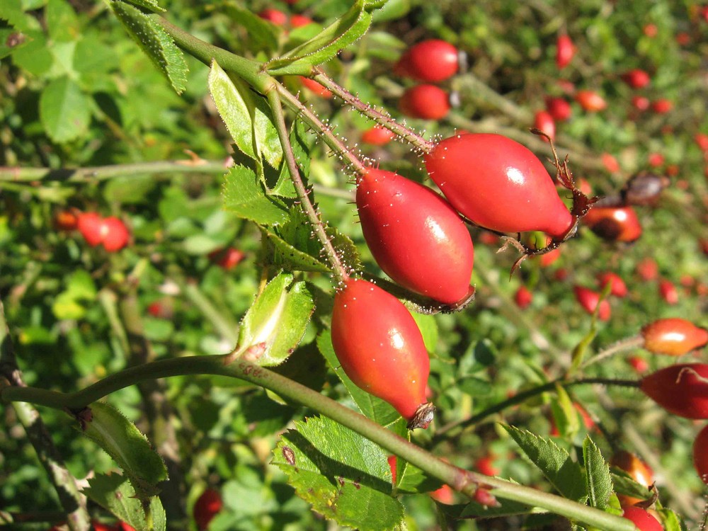 Herbstzeit in Rot