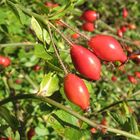 Herbstzeit in Rot