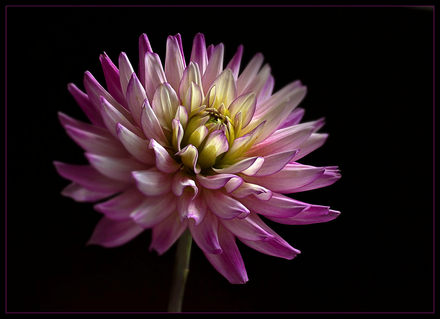 Herbstzeit ist auch die Zeit der herrlichen Dahlien