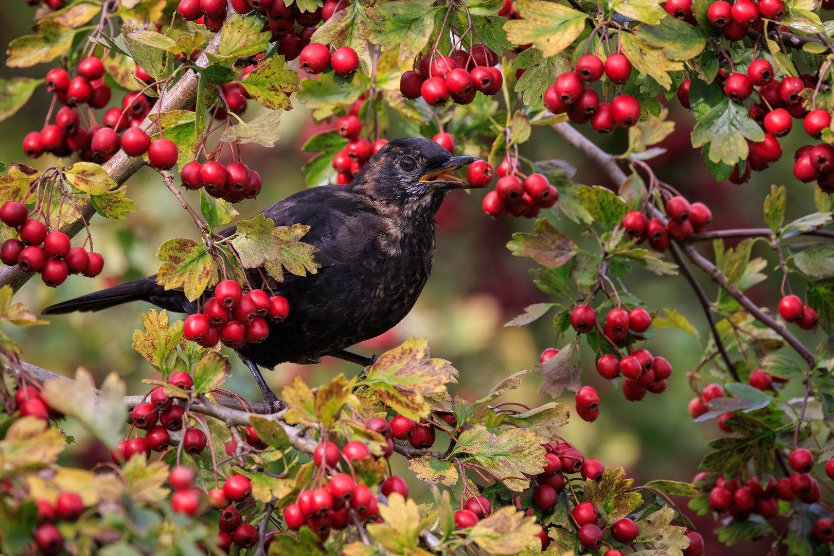 Herbstzeit ist Beerenzeit