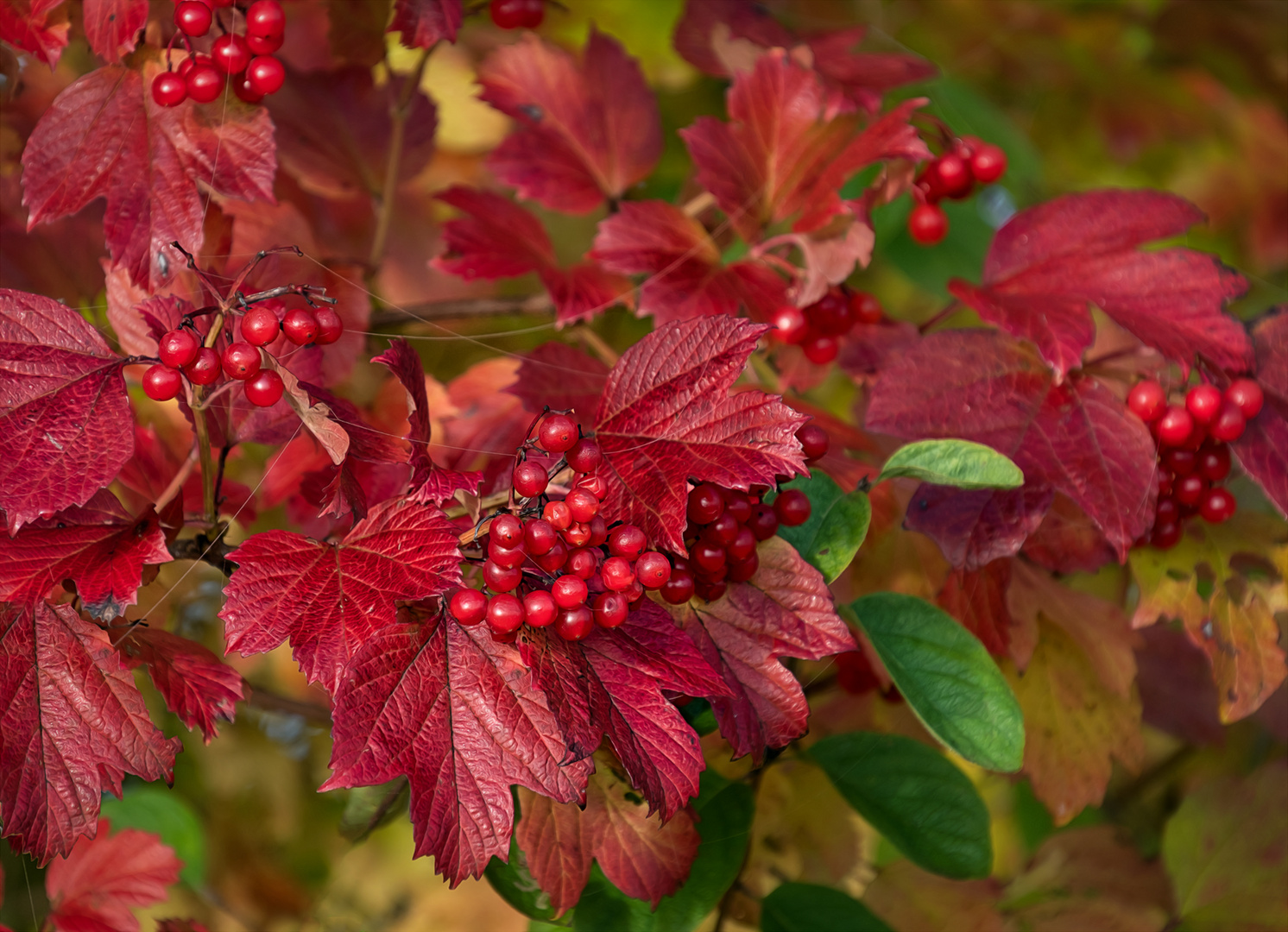 Herbstzeit ist Beerenzeit