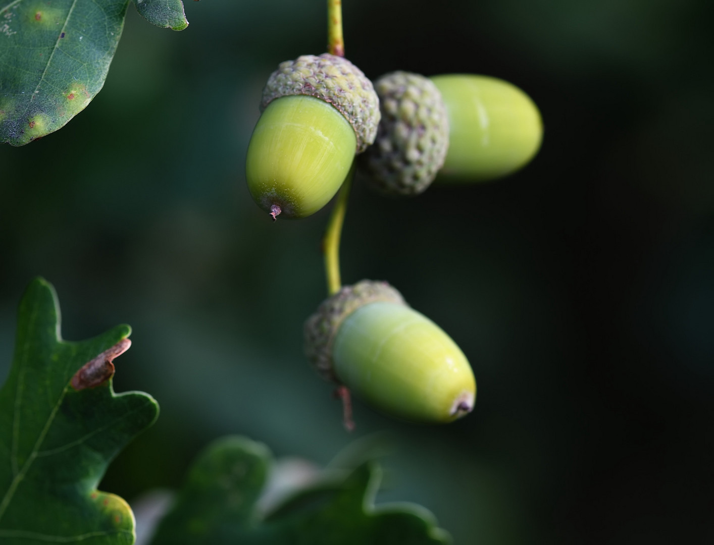 Herbstzeit,... ist die Zeit der Nussfrucht des Eichenbaums,...