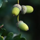 Herbstzeit,... ist die Zeit der Nussfrucht des Eichenbaums,...