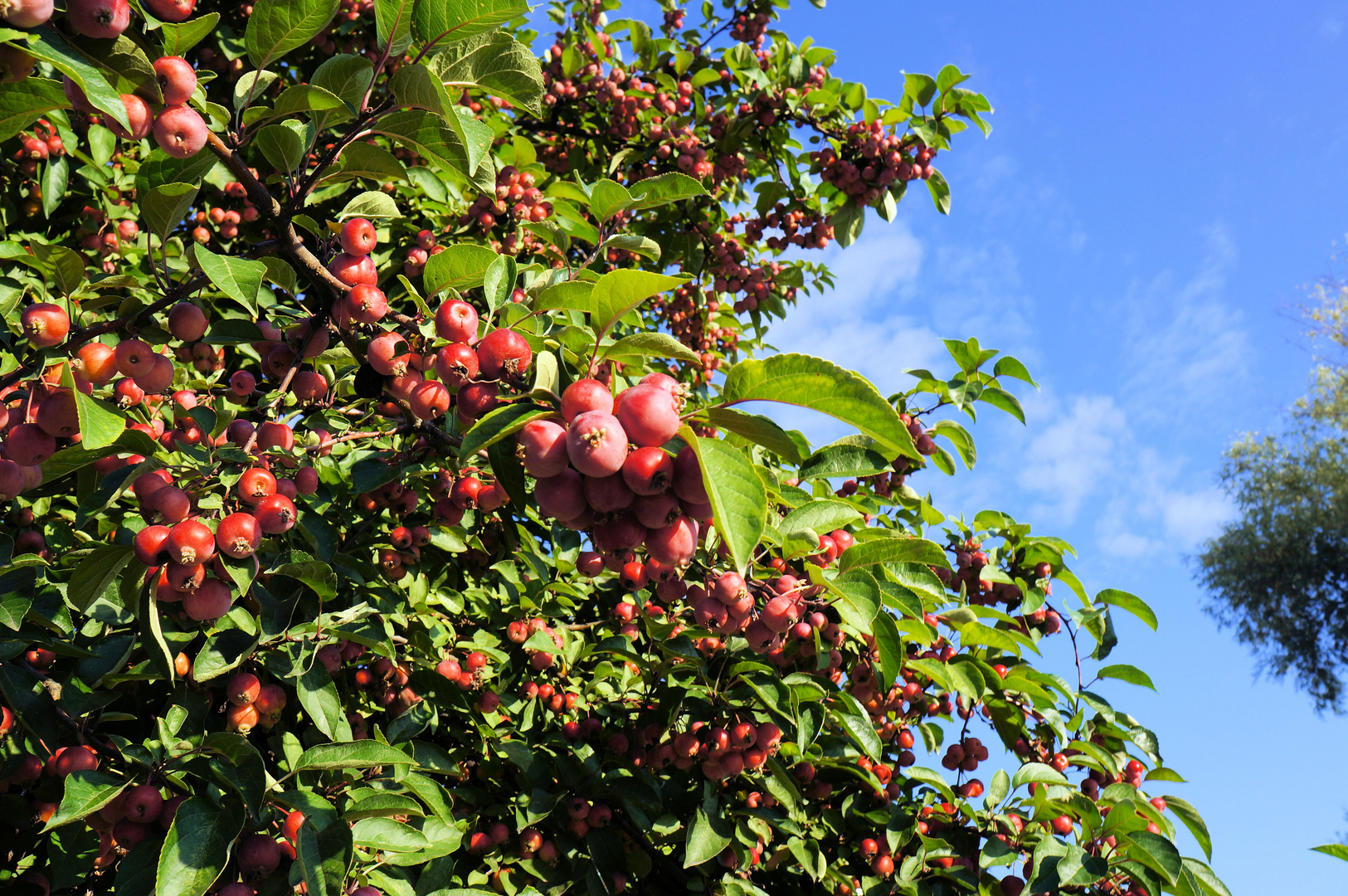 Herbstzeit ist Erntezeit..