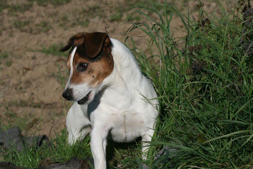 Herbstzeit ist Jagdzeit. Jack Russel bei der Mäusejagd