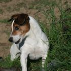 Herbstzeit ist Jagdzeit. Jack Russel bei der Mäusejagd