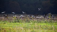 Herbstzeit ist Kranichzeit