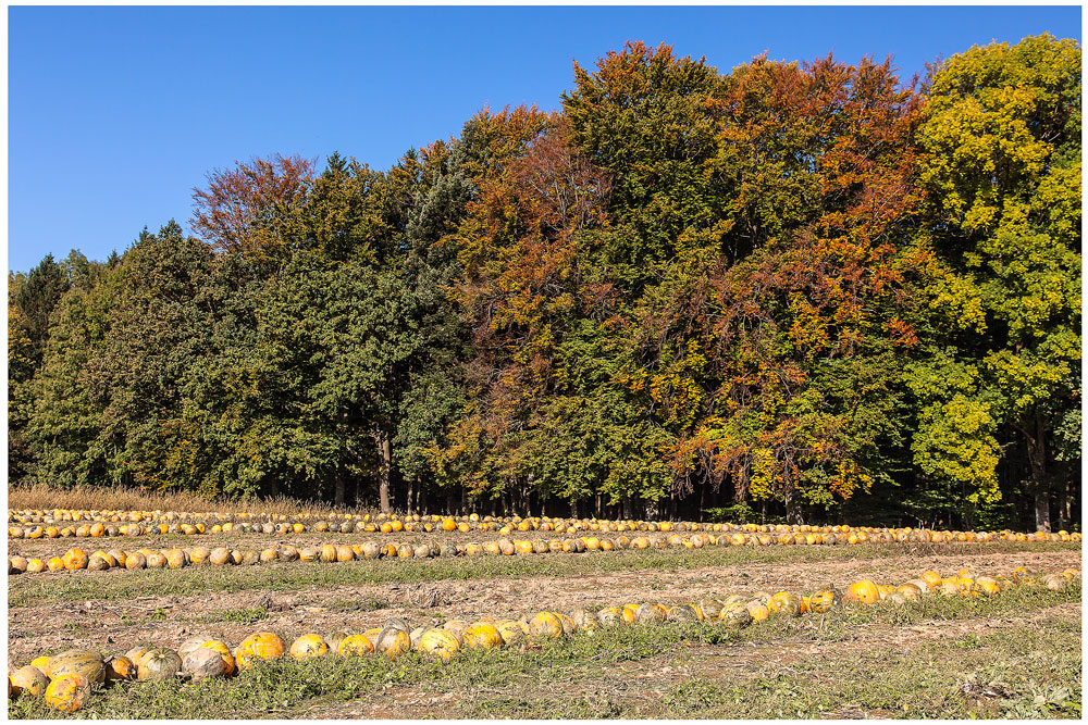 Herbstzeit ist Kürbiszeit (2)