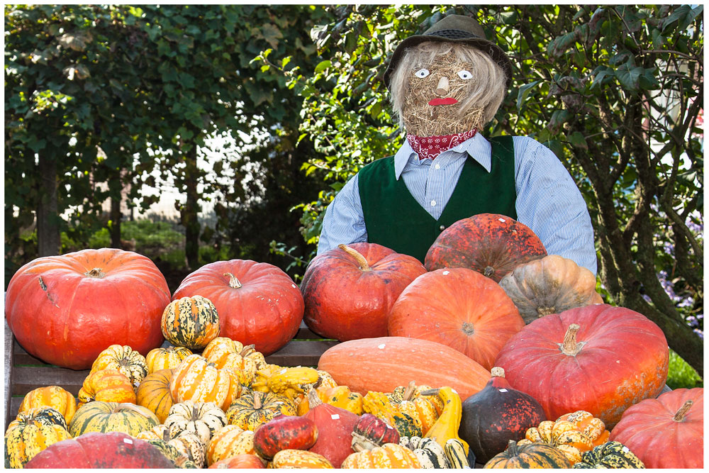 Herbstzeit ist Kürbiszeit