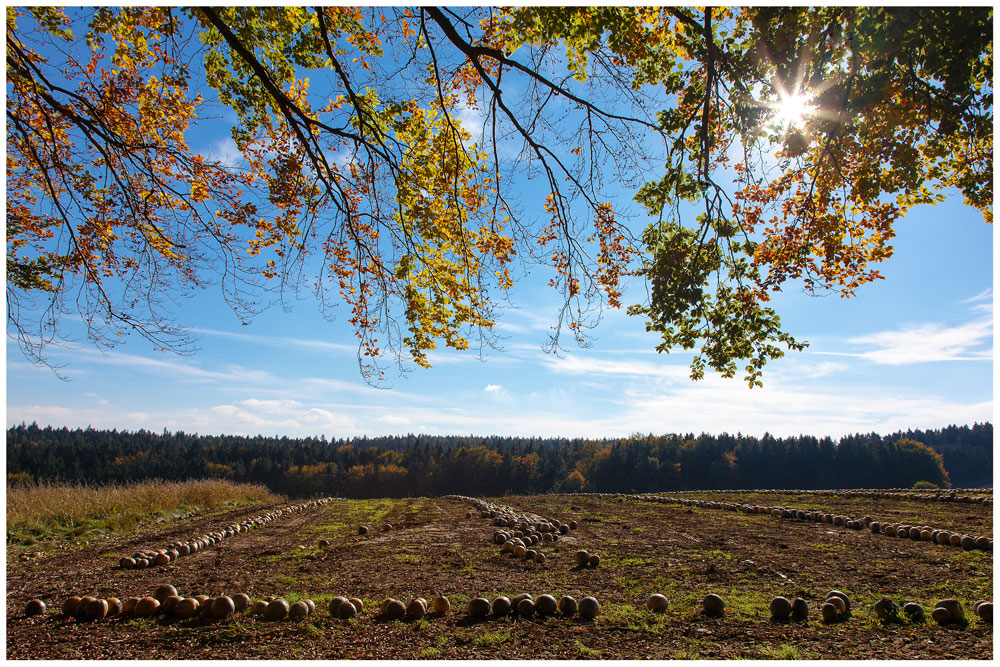 Herbstzeit ist Kürbiszeit (3)