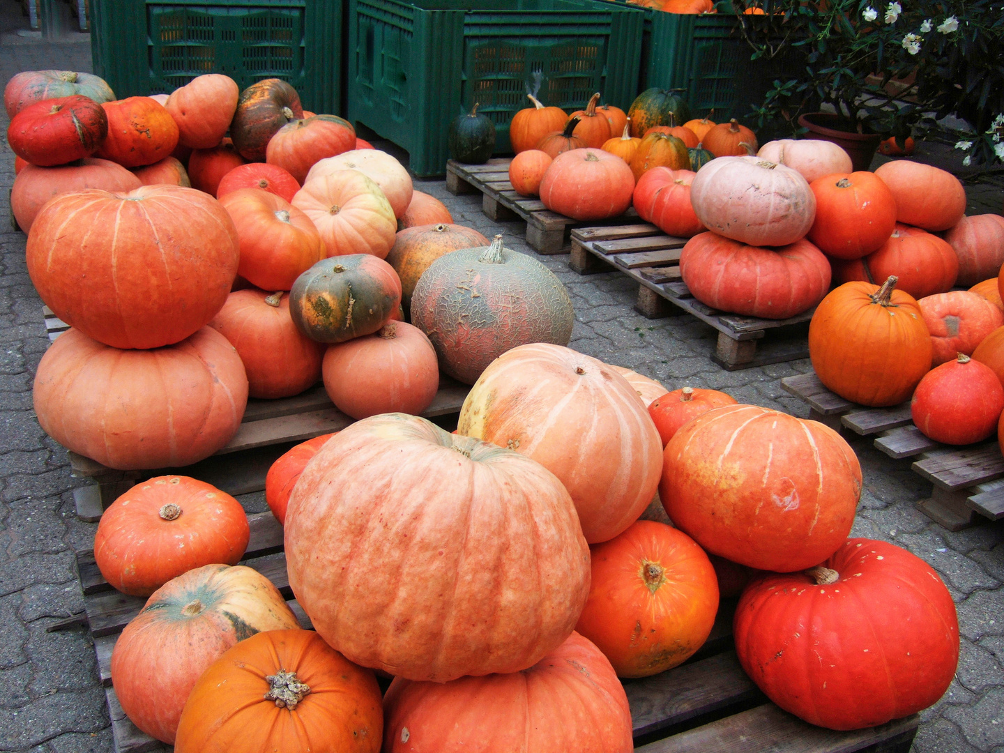 Herbstzeit ist Kürbiszeit