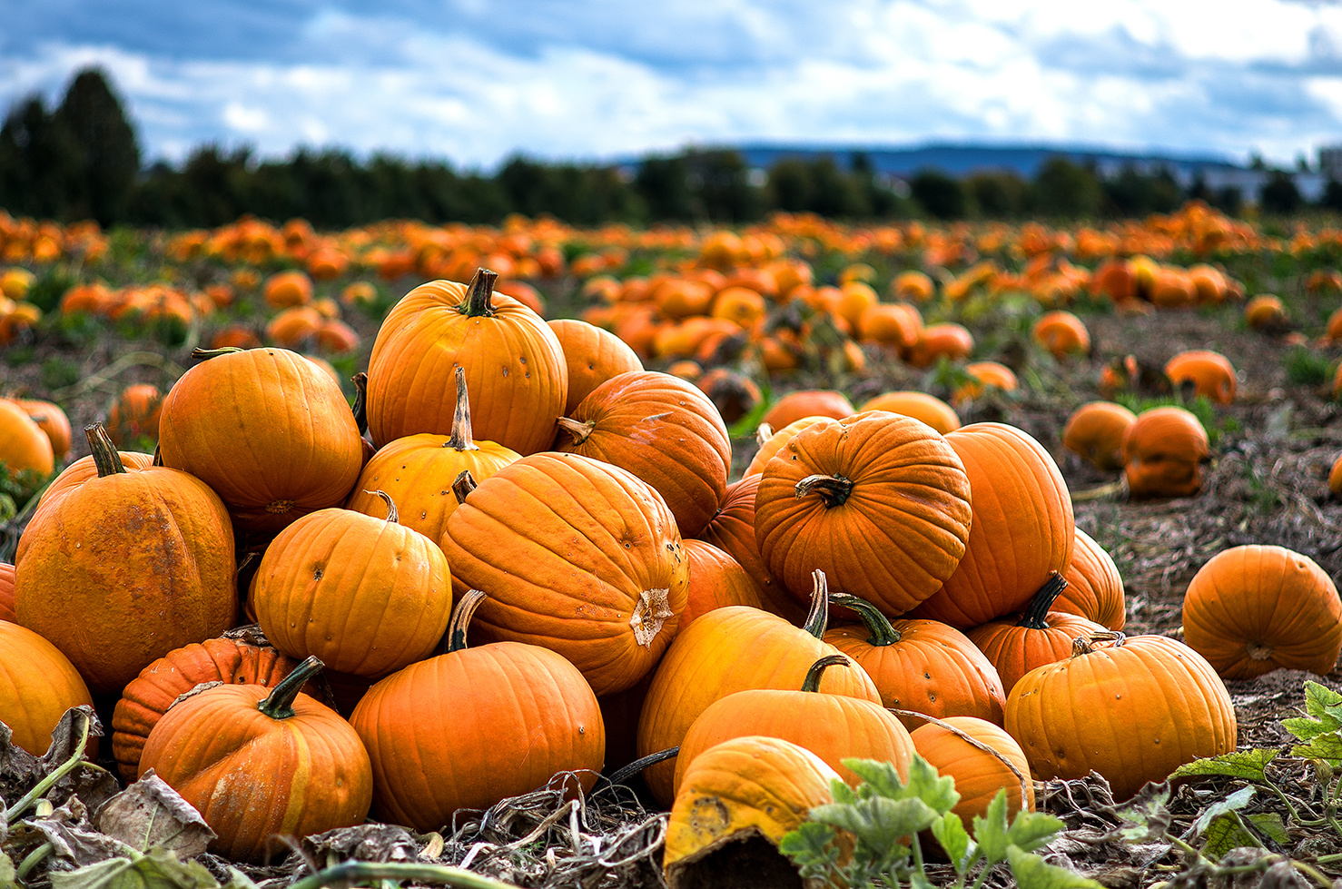 Herbstzeit ist Kürbiszeit