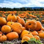 Herbstzeit ist Kürbiszeit