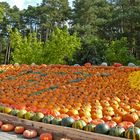 Herbstzeit ist Kürbiszeit